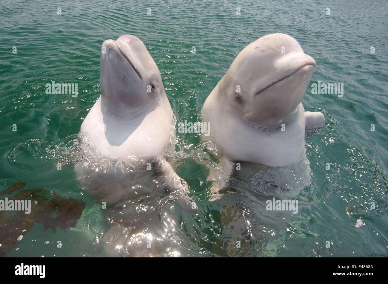 Deux jeunes le béluga béluga ou béluga (Delphinapterus leucas) Mer du Japon, Extrême-Orient, Primorye, Primorsky Krai, Russie Banque D'Images