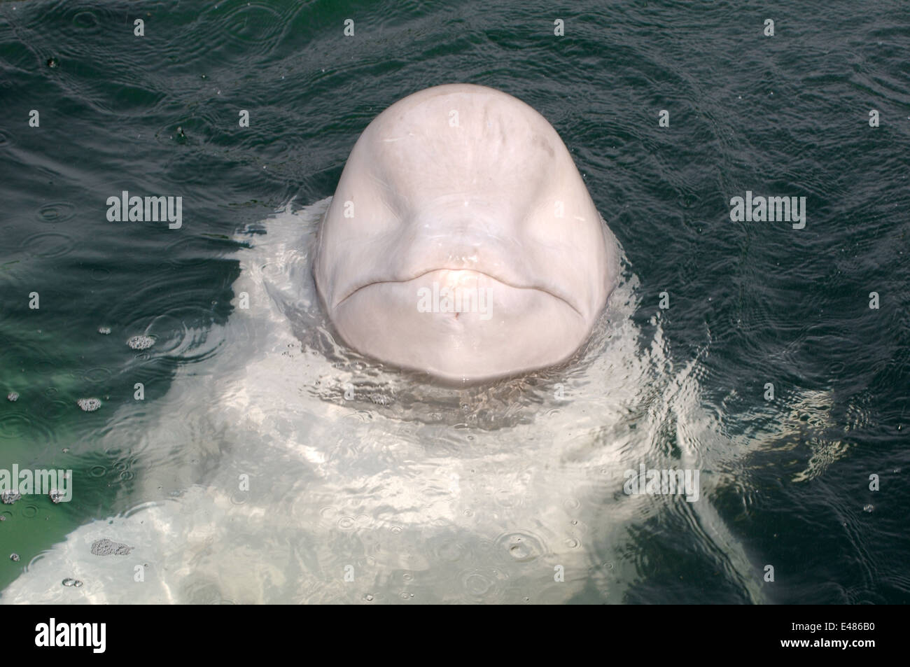 Béluga ou béluga (Delphinapterus leucas) Mer du Japon, Extrême-Orient, Primorye, Primorsky Krai, Russie Banque D'Images