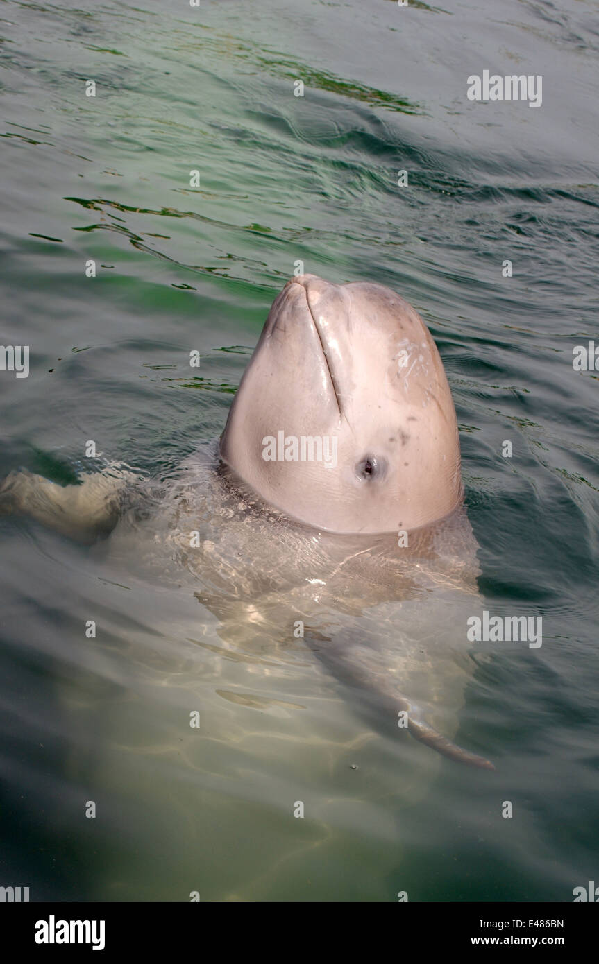Jeune béluga ou béluga (Delphinapterus leucas) Mer du Japon, Extrême-Orient, Primorye, Primorsky Krai, Russie Banque D'Images