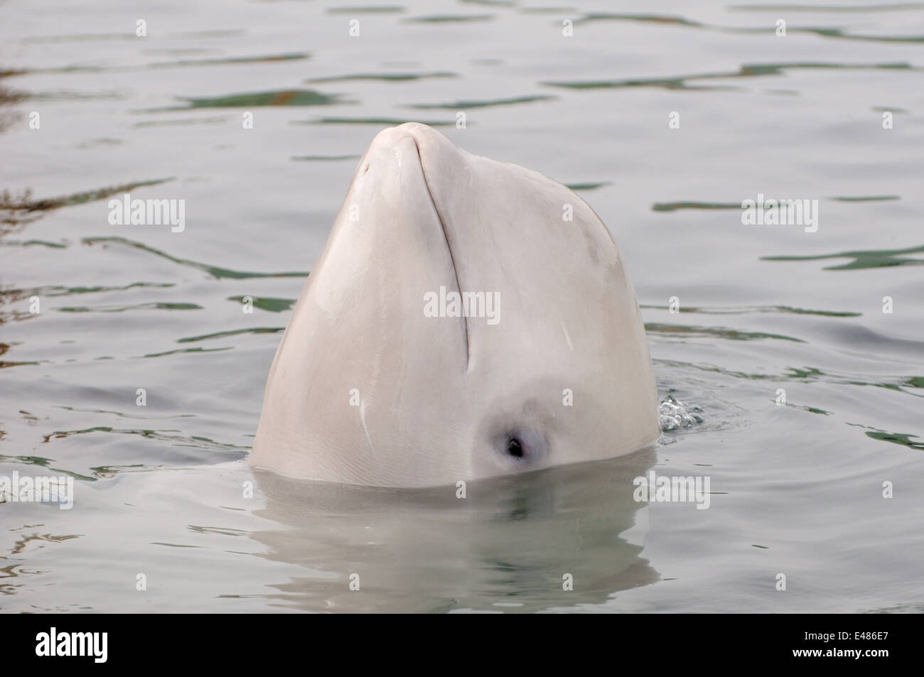 Béluga ou béluga (Delphinapterus leucas) Mer du Japon, Extrême-Orient, Primorye, Primorsky Krai, Russie Banque D'Images