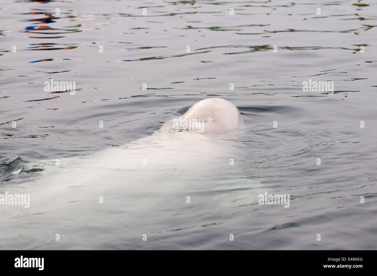 Béluga ou béluga (Delphinapterus leucas) Mer du Japon, Extrême-Orient, Primorye, Primorsky Krai, Russie Banque D'Images