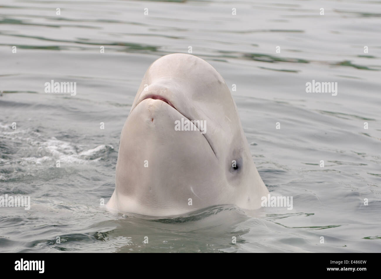 Béluga ou béluga (Delphinapterus leucas) Mer du Japon, Extrême-Orient, Primorye, Primorsky Krai, Russie Banque D'Images