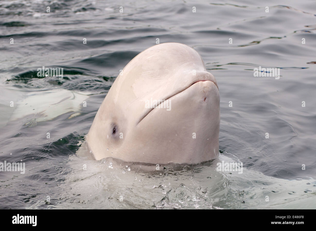 Béluga ou béluga (Delphinapterus leucas) Mer du Japon, Extrême-Orient, Primorye, Primorsky Krai, Russie Banque D'Images