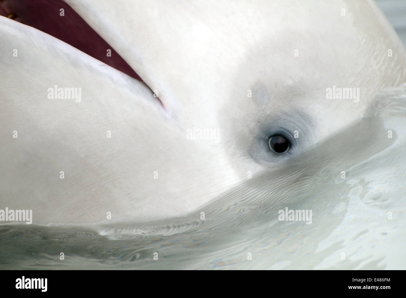 Béluga ou béluga (Delphinapterus leucas) Mer du Japon, Extrême-Orient, Primorye, Primorsky Krai, Russie Banque D'Images