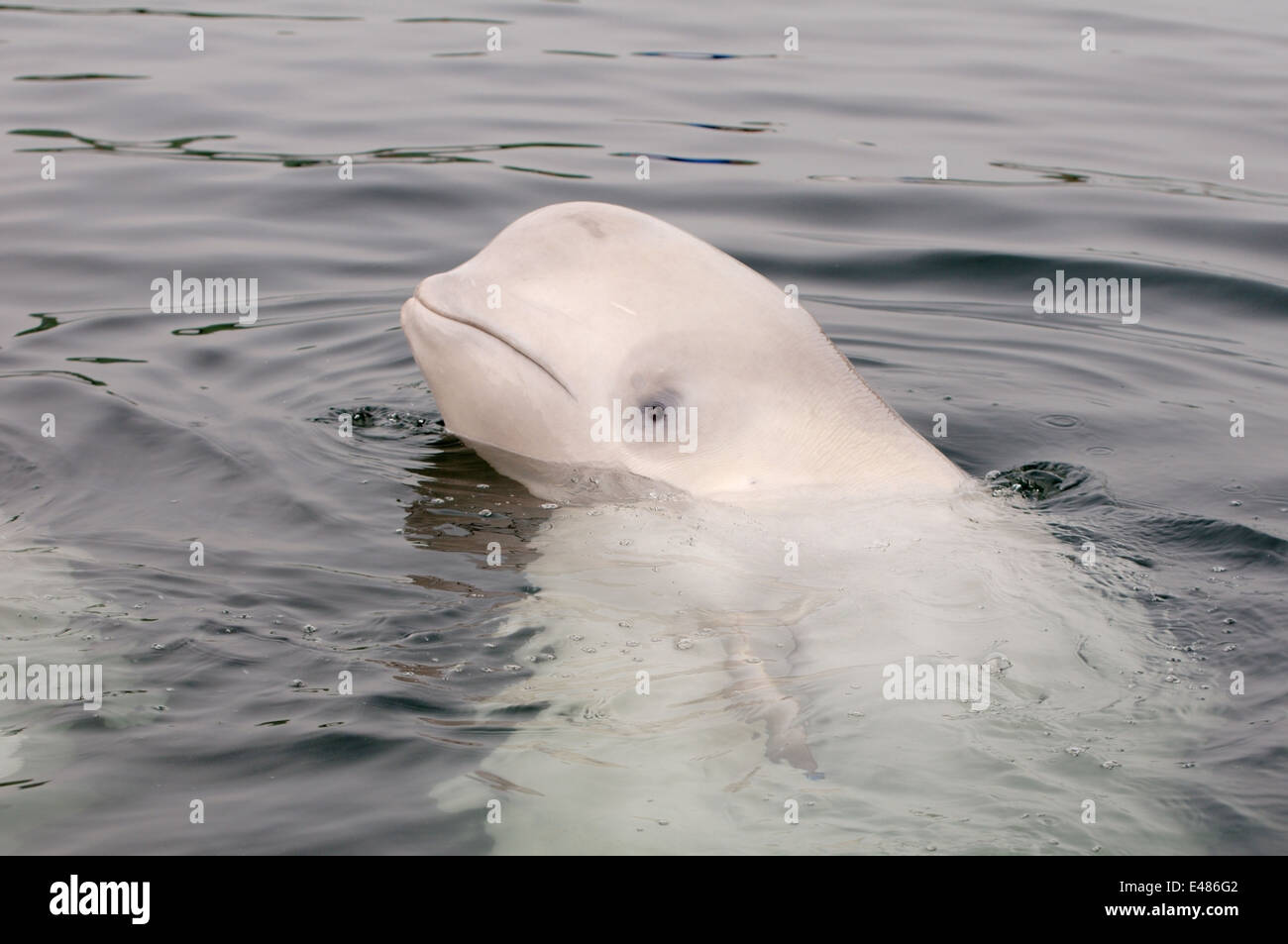 Béluga ou béluga (Delphinapterus leucas) Mer du Japon, Extrême-Orient, Primorye, Primorsky Krai, Russie Banque D'Images