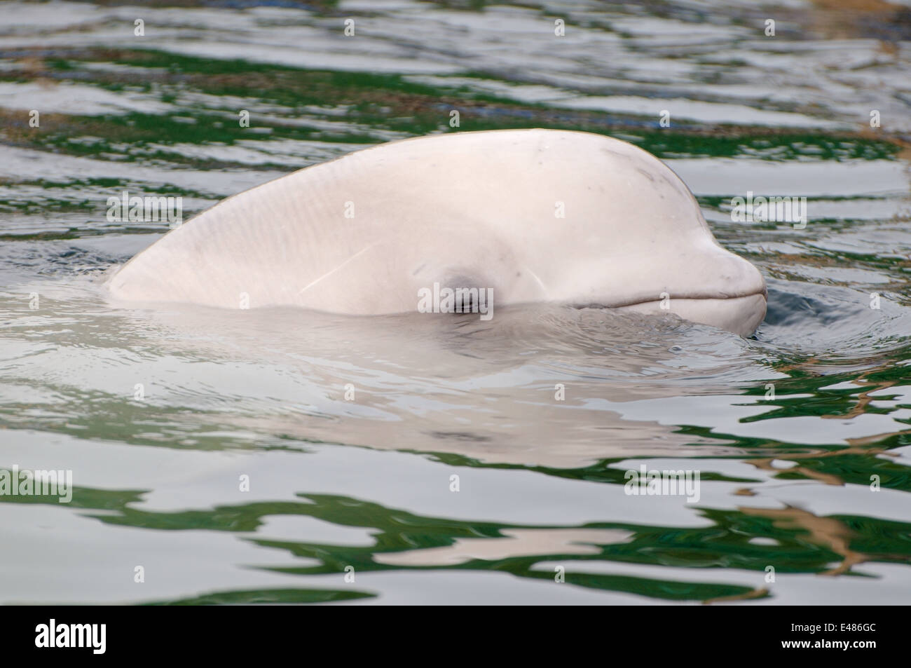 Béluga ou béluga (Delphinapterus leucas) Mer du Japon, Extrême-Orient, Primorye, Primorsky Krai, Russie Banque D'Images