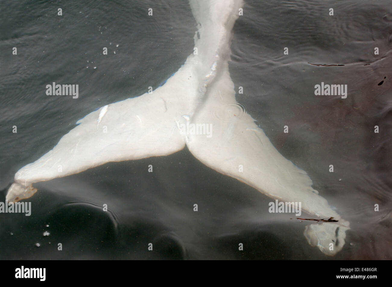 Béluga Queue ou béluga (Delphinapterus leucas) Mer du Japon, Extrême-Orient, Primorye, Primorsky Krai, Russie Banque D'Images