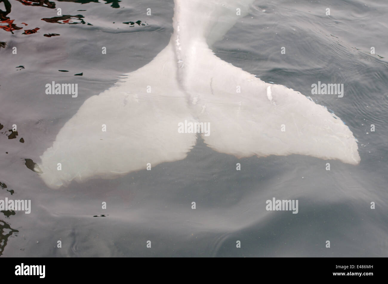 Béluga Queue ou béluga (Delphinapterus leucas) Mer du Japon, Extrême-Orient, Primorye, Primorsky Krai, Russie Banque D'Images