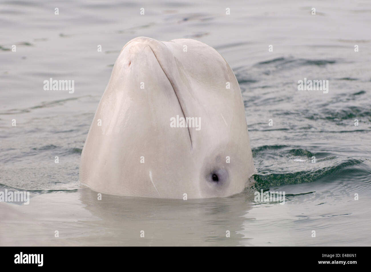 Béluga ou béluga (Delphinapterus leucas) Mer du Japon, Extrême-Orient, Primorye, Primorsky Krai, Russie Banque D'Images