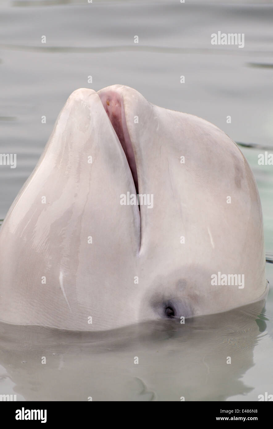 Béluga ou béluga (Delphinapterus leucas) Mer du Japon, Extrême-Orient, Primorye, Primorsky Krai, Russie Banque D'Images
