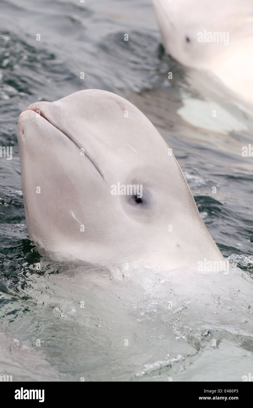 Béluga ou béluga (Delphinapterus leucas) Mer du Japon, Extrême-Orient, Primorye, Primorsky Krai, Russie Banque D'Images