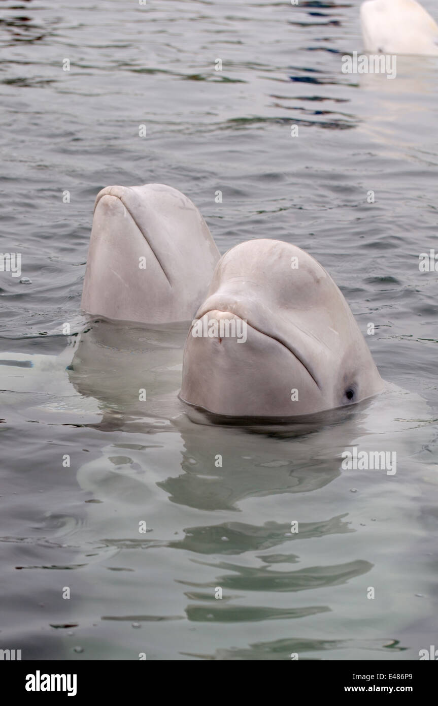 Béluga ou béluga (Delphinapterus leucas) Mer du Japon, Extrême-Orient, Primorye, Primorsky Krai, Russie Banque D'Images