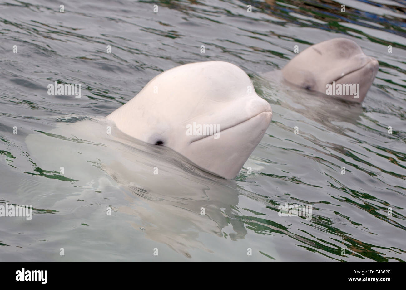 Béluga ou béluga (Delphinapterus leucas) Mer du Japon, Extrême-Orient, Primorye, Primorsky Krai, Russie Banque D'Images