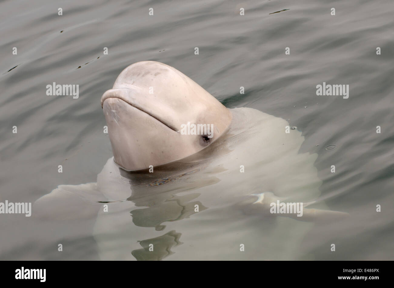 Jeune béluga ou béluga (Delphinapterus leucas) Mer du Japon, Extrême-Orient, Primorye, Primorsky Krai, Russie Banque D'Images