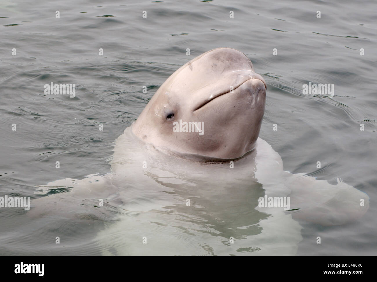 Jeune béluga ou béluga (Delphinapterus leucas) Mer du Japon, Extrême-Orient, Primorye, Primorsky Krai, Russie Banque D'Images