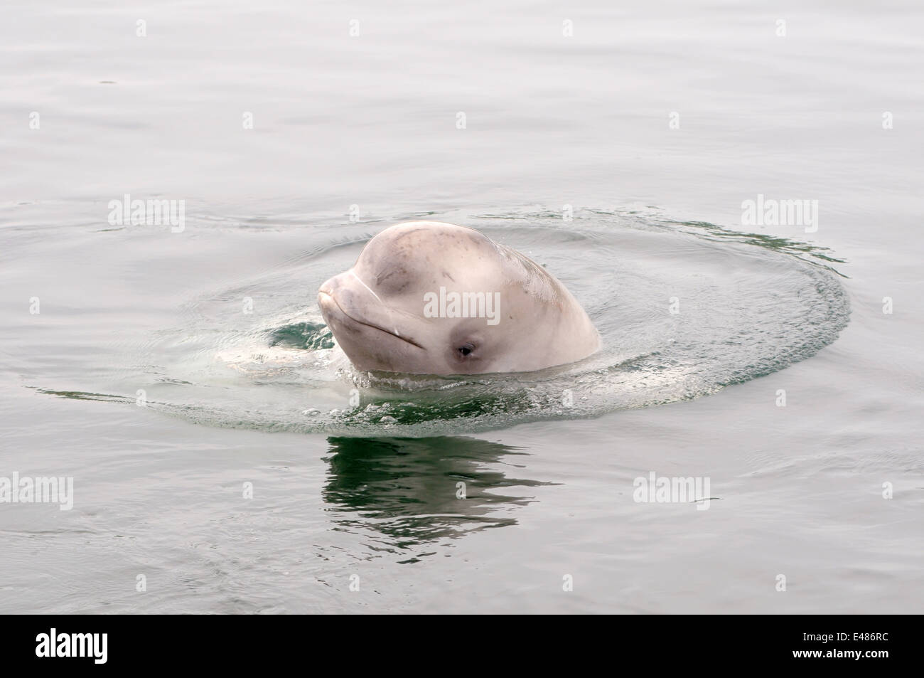 Béluga ou béluga (Delphinapterus leucas) Mer du Japon, Extrême-Orient, Primorye, Primorsky Krai, Russie Banque D'Images
