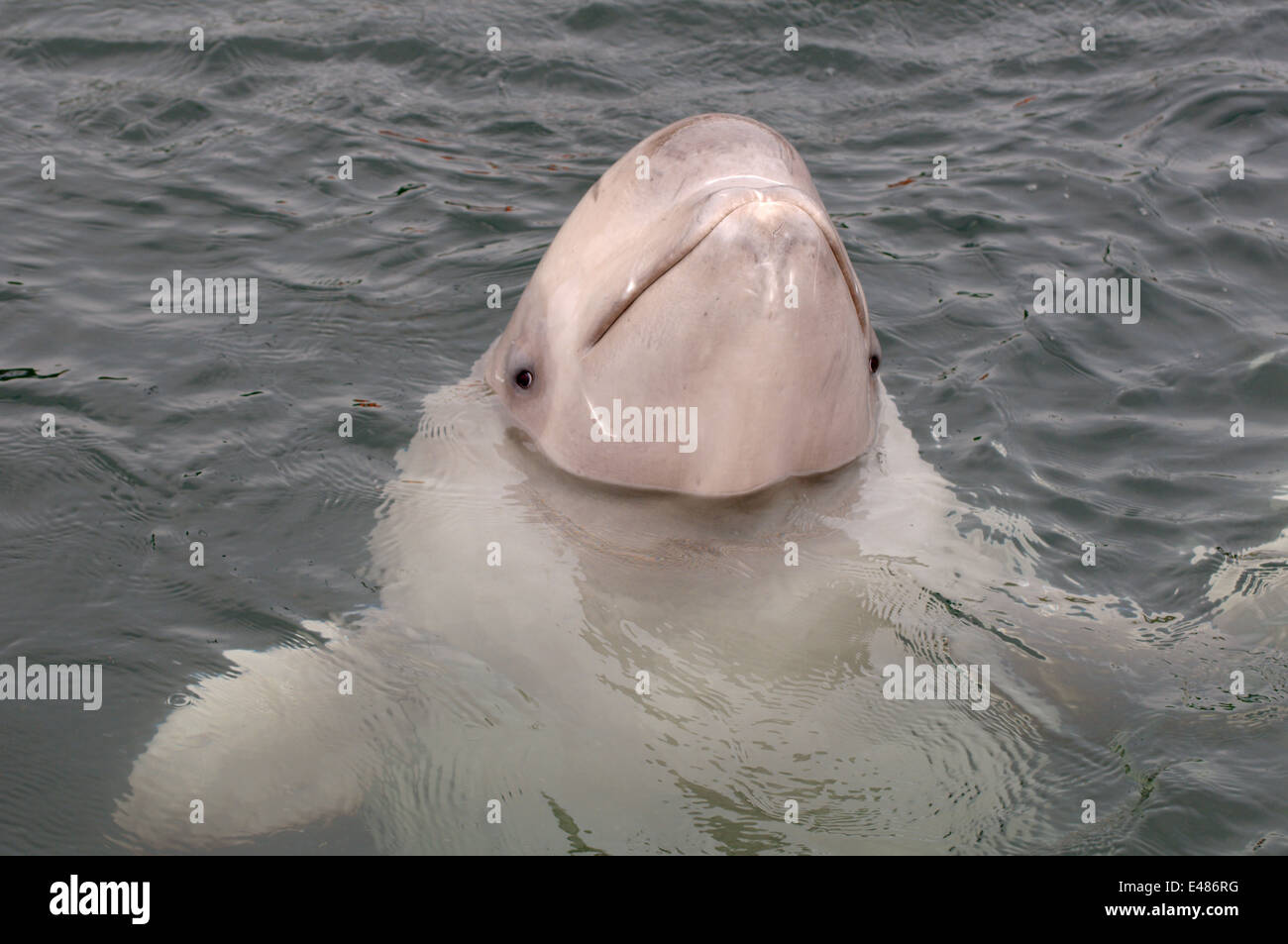 Jeune béluga ou béluga (Delphinapterus leucas) Mer du Japon, Extrême-Orient, Primorye, Primorsky Krai, Russie Banque D'Images