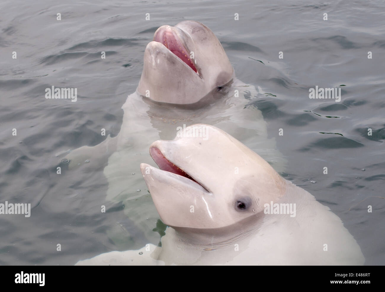 Deux jeunes le béluga béluga ou béluga (Delphinapterus leucas) Mer du Japon, Extrême-Orient, Primorye, Primorsky Krai, Russie Banque D'Images