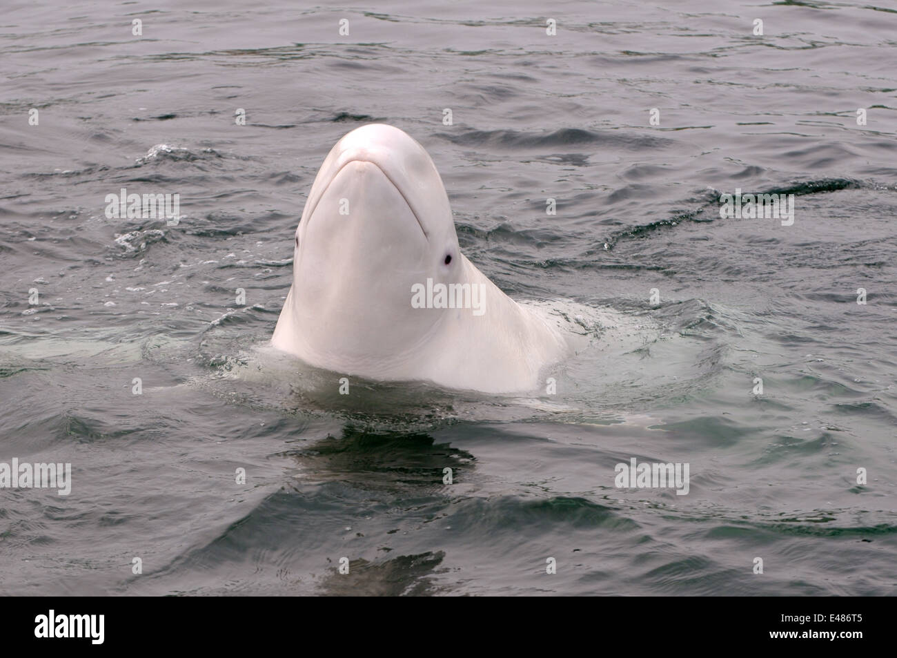 Béluga ou béluga (Delphinapterus leucas) Mer du Japon, Extrême-Orient, Primorye, Primorsky Krai, Russie Banque D'Images