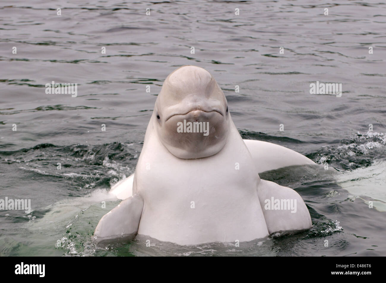 Jeune béluga ou béluga (Delphinapterus leucas) Mer du Japon, Extrême-Orient, Primorye, Primorsky Krai, Russie Banque D'Images