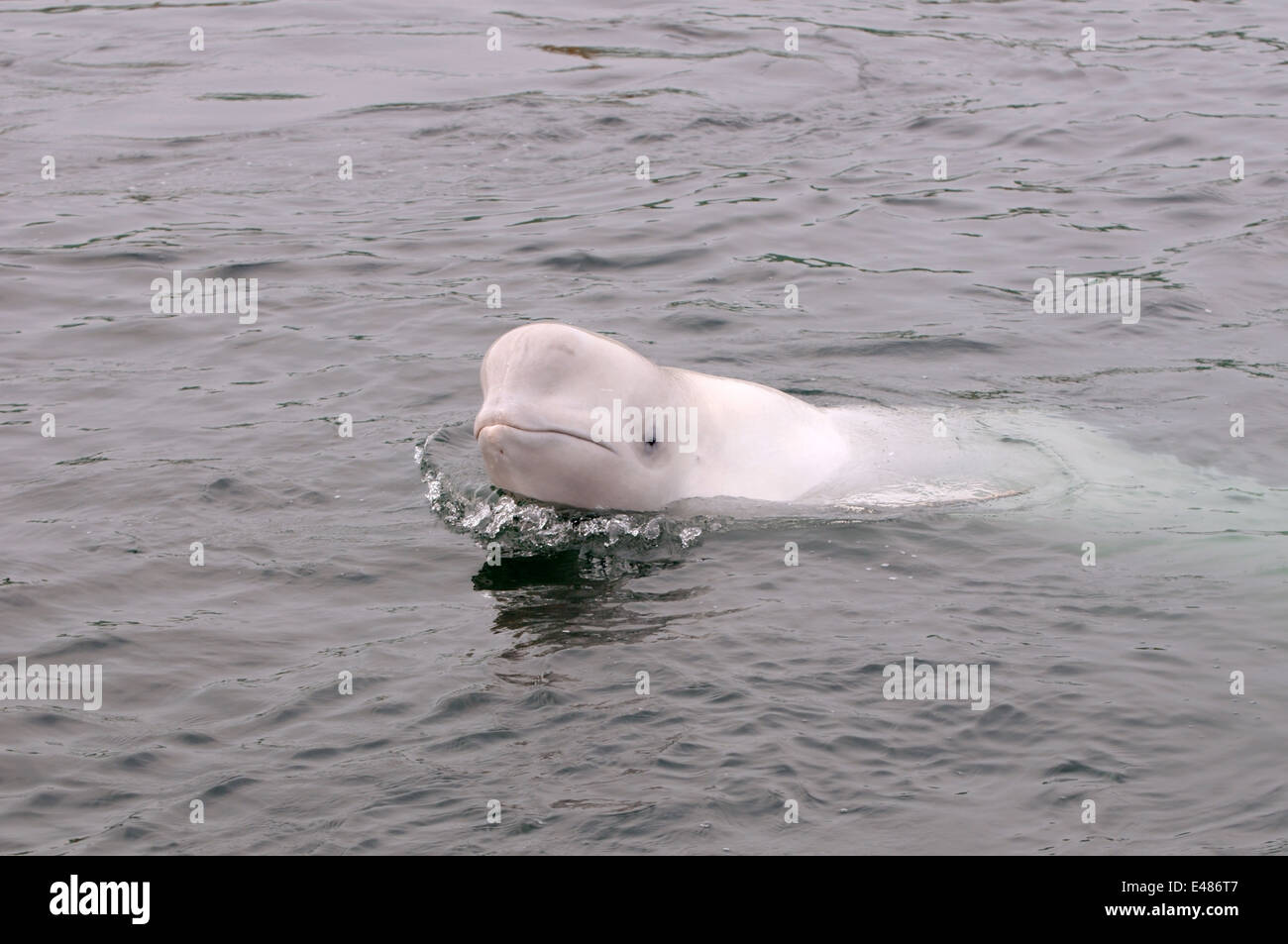 Béluga ou béluga (Delphinapterus leucas) Mer du Japon, Extrême-Orient, Primorye, Primorsky Krai, Russie Banque D'Images