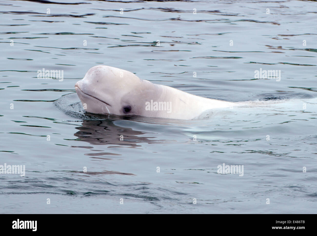 Jeune béluga ou béluga (Delphinapterus leucas) Mer du Japon, Extrême-Orient, Primorye, Primorsky Krai, Russie Banque D'Images