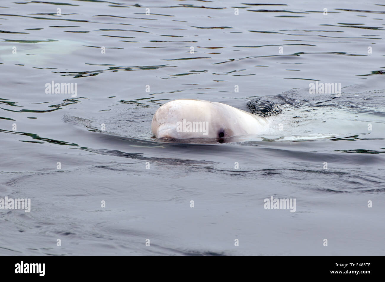 Béluga ou béluga (Delphinapterus leucas) Mer du Japon, Extrême-Orient, Primorye, Primorsky Krai, Russie Banque D'Images