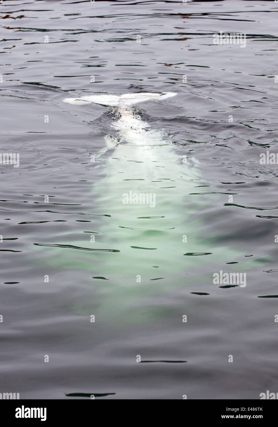 Béluga ou béluga (Delphinapterus leucas) Mer du Japon, Extrême-Orient, Primorye, Primorsky Krai, Russie Banque D'Images