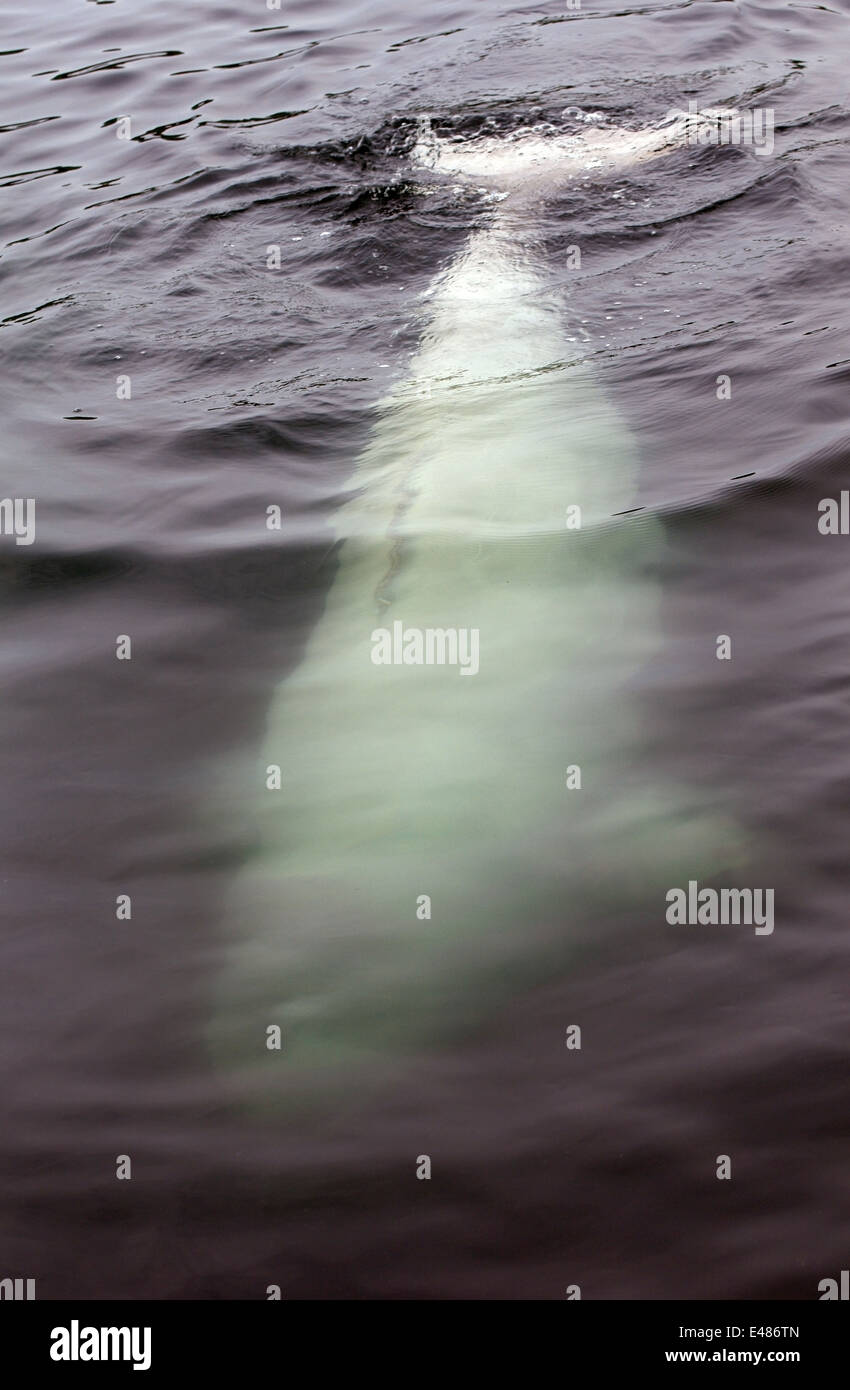 Béluga ou béluga (Delphinapterus leucas) Mer du Japon, Extrême-Orient, Primorye, Primorsky Krai, Russie Banque D'Images