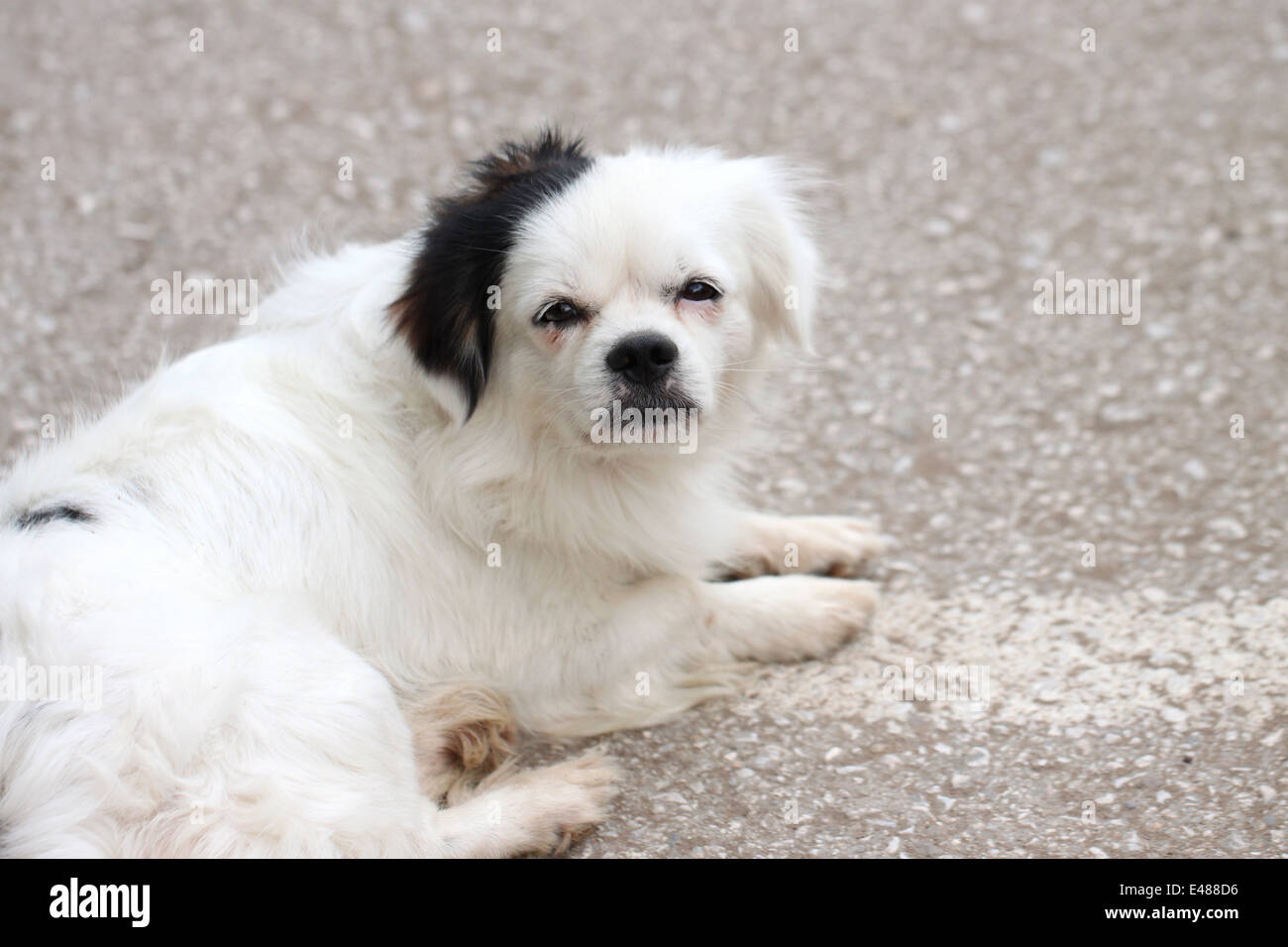 En sommeil de chien blanc couché sur le plancher. Banque D'Images