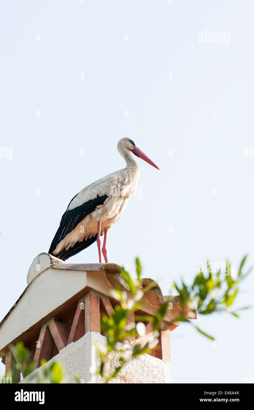 Stork reposant sur la chambre Banque D'Images