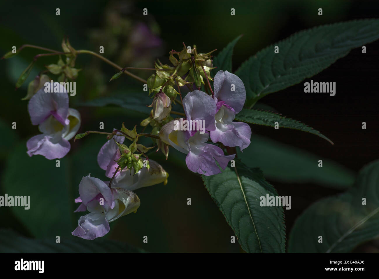 Des fleurs et des feuilles supérieures de la Himaalyan / Impatiens glandulifera baumier - qui aime les sols humides / sol. Banque D'Images
