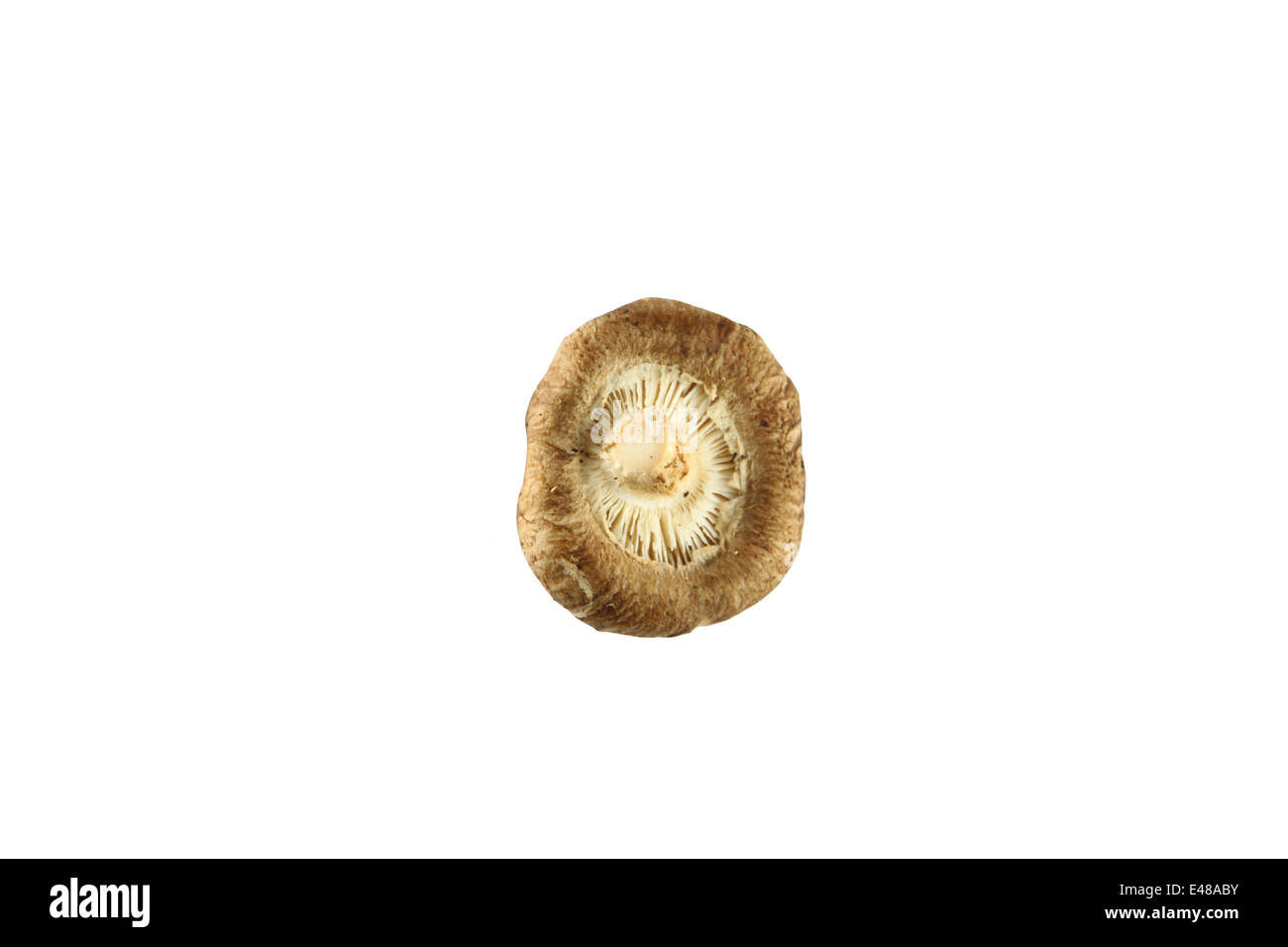 Champignons shiitake de isolé sur fond blanc. Banque D'Images
