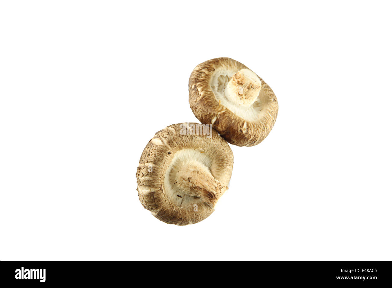 Champignons shiitake de isolé sur fond blanc. Banque D'Images