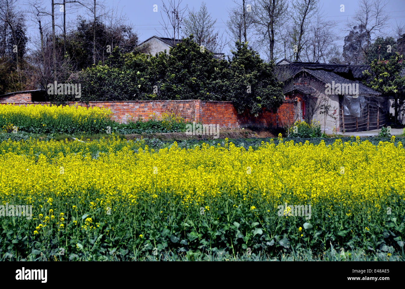 PENGZHOU, CHINE : fleurs de colza jaune et une ferme dans la province du Sichuan Banque D'Images