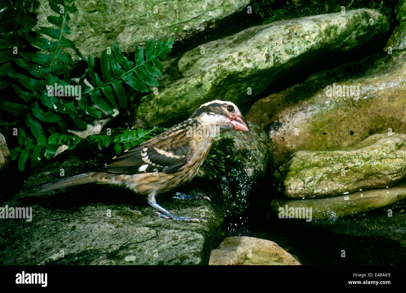 Femme Rosebreasted, grosbeak Pheucticus ludovicianus au bassin de baignade, jardin, Missouri, États-Unis Banque D'Images