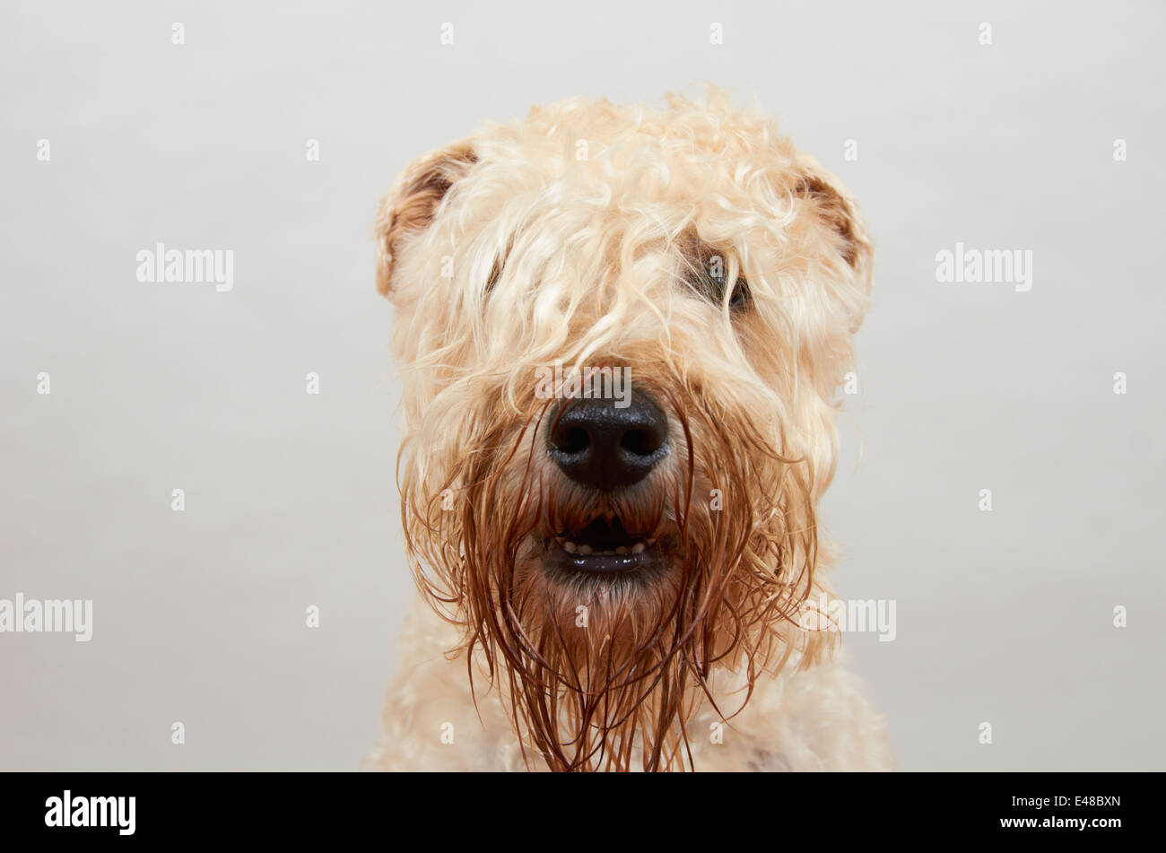 Wheaten Terrier, Royaume-Uni. Banque D'Images