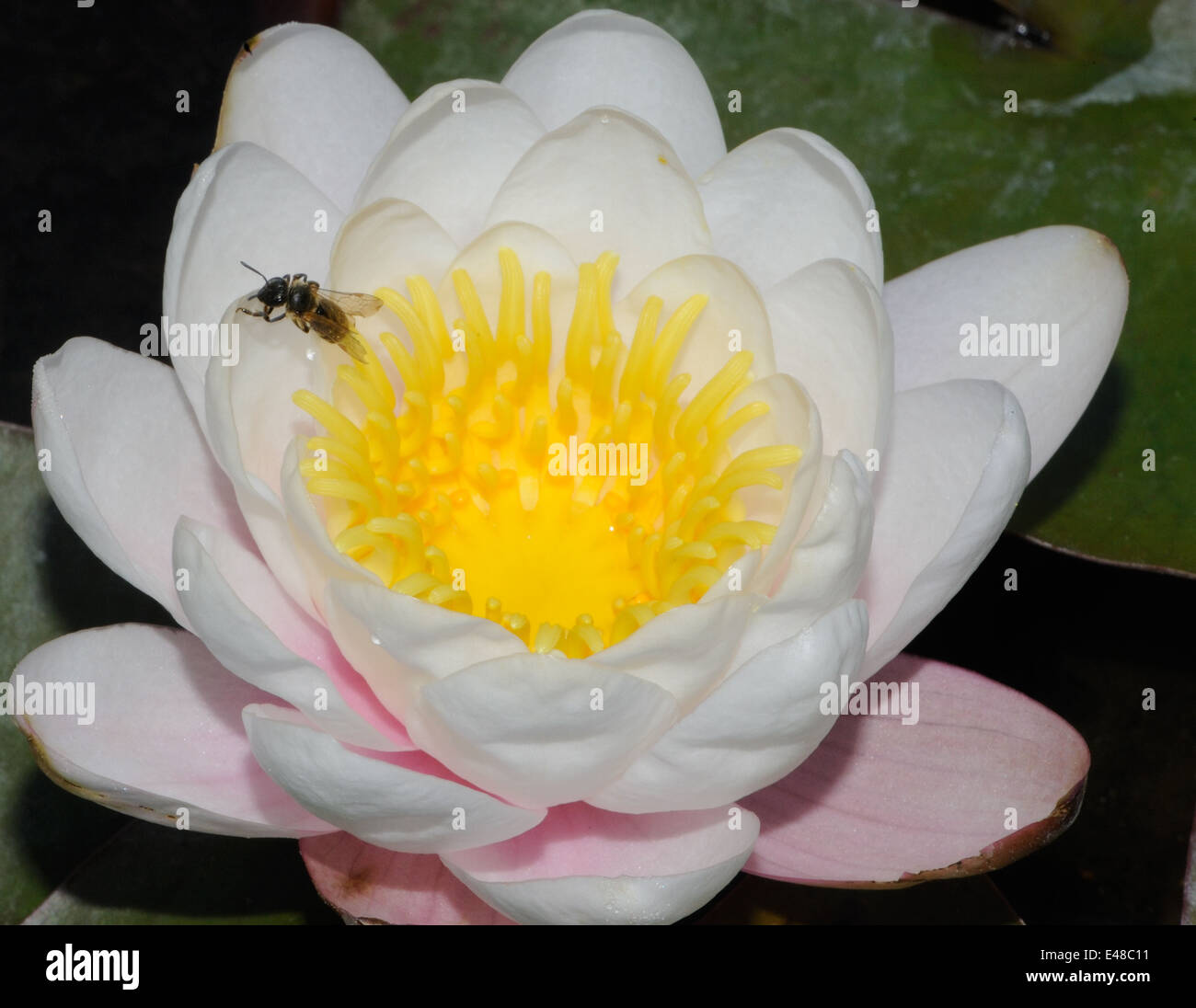 Une petite abeille solitaire sur un nénuphar blanc (Nymphaea alba) fleur. Bedgebury Forêt, Kent, UK. Banque D'Images