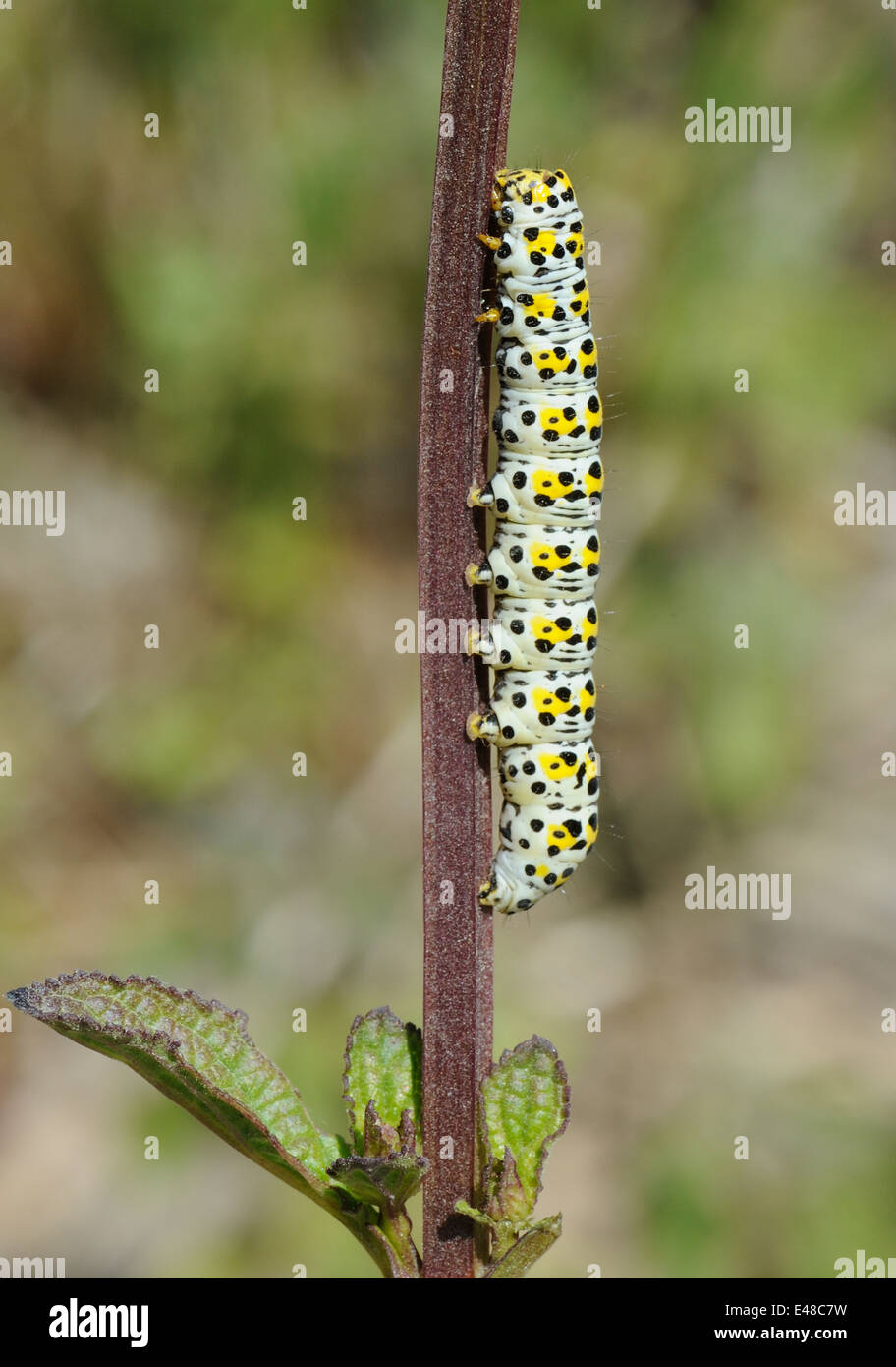 La lave, Caterpillar, de Mullein Moth (Cucullia verbasci) sur un (Scrofulaire noueuse Scrophularia nodosa) plante. Bedgebury Forêt, Kent, Banque D'Images
