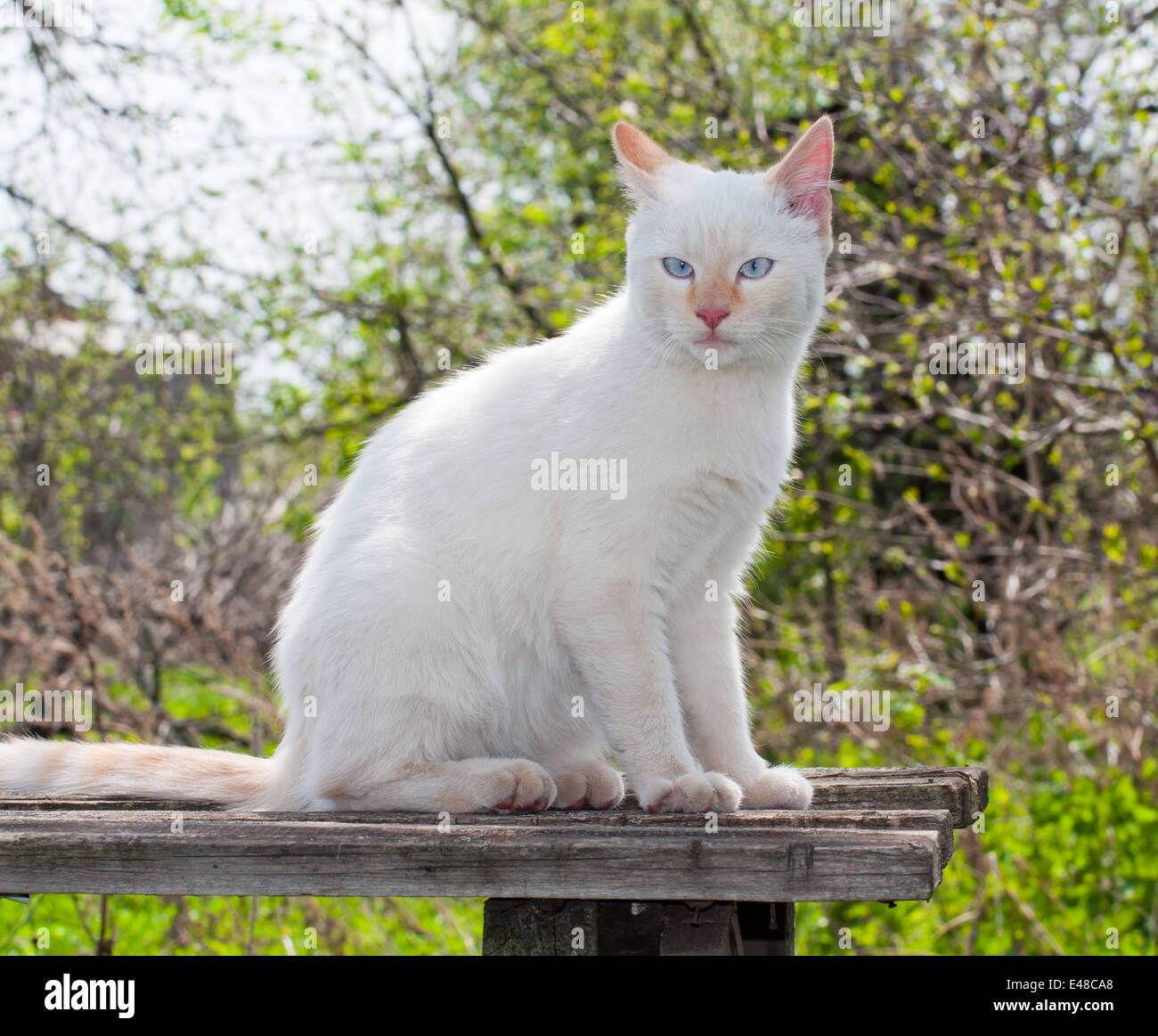 Un animal poilu blanc portrait chat animal nature jardin bleu en plein air les jeunes adultes cheveux visage yeux personne mars Banque D'Images