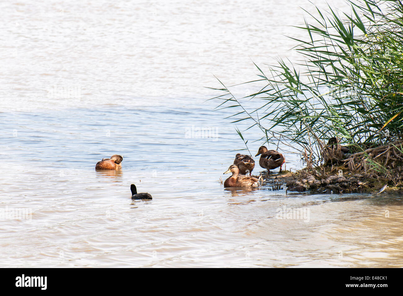 Canards nager dans le lac près de la rive Banque D'Images