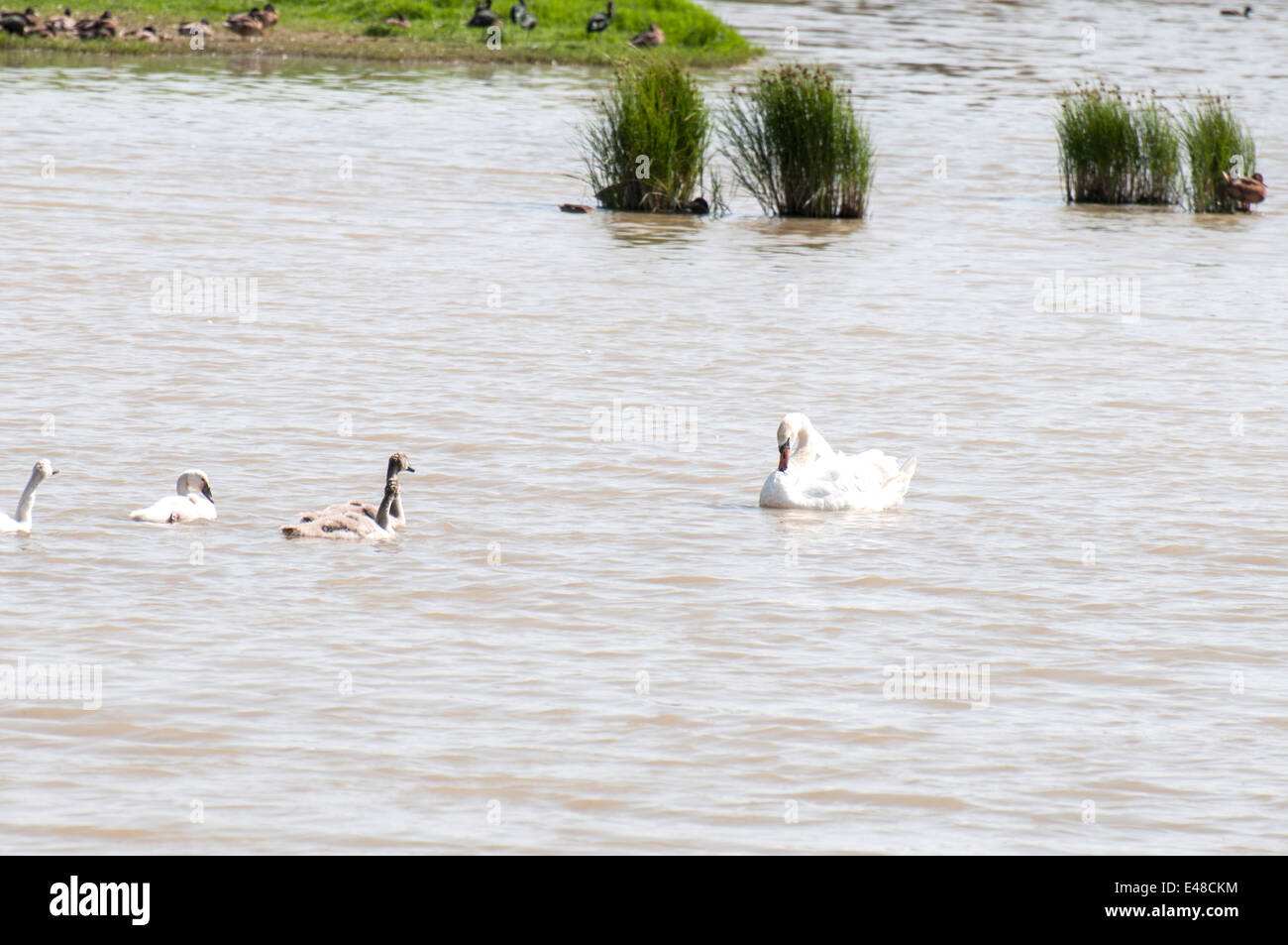 Baignade dans le lac des cygnes tous ensemble Banque D'Images