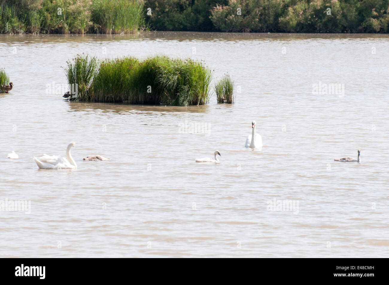 Baignade dans le lac des cygnes tous ensemble Banque D'Images