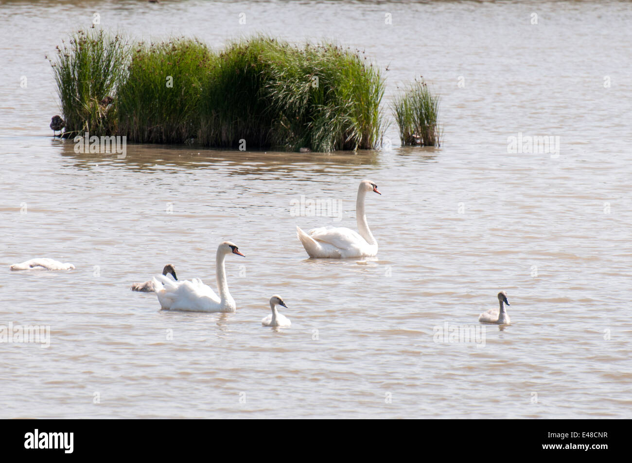 Baignade dans le lac des cygnes tous ensemble Banque D'Images