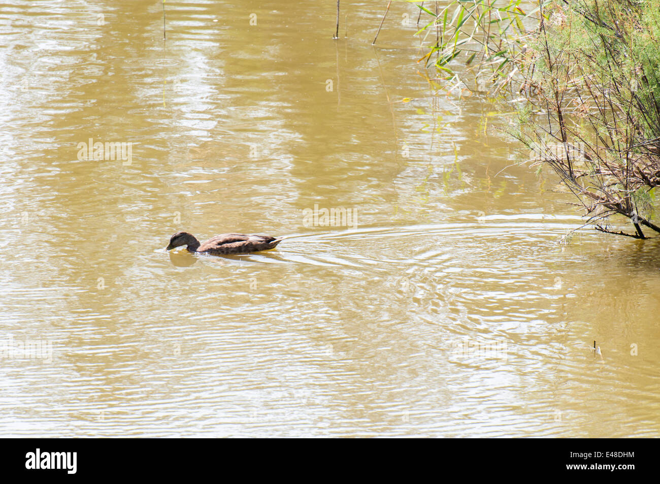 Piscine de canards sur le lac à la recherche de nourriture Banque D'Images