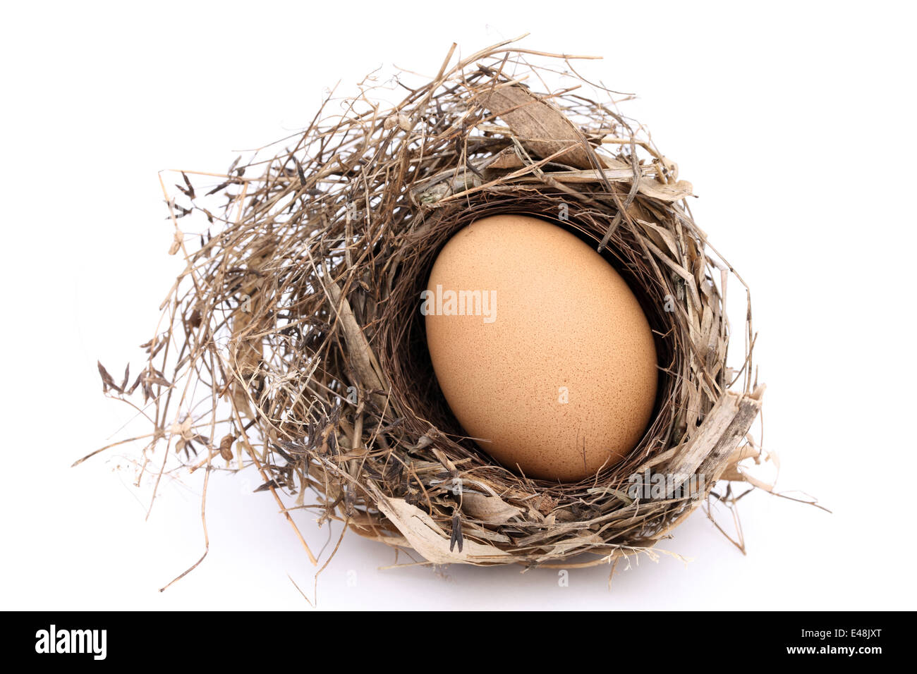 Oeuf de poule dans un nid sur un fond blanc Banque D'Images