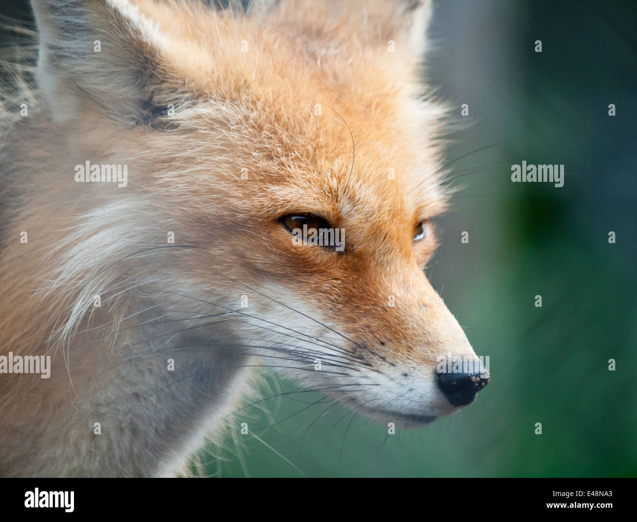 Un portrait d'un renard roux (Vulpes vulpes). En captivité au Saskatoon Forestry Farm Park and Zoo à Saskatoon, Canada. Banque D'Images