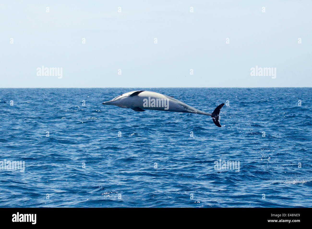 Dauphin commun court Delphinus delphis San Diego, California, United States 21 juin des profils des Delphinidés Banque D'Images