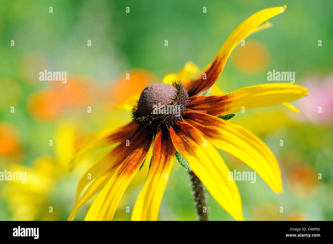 Fleur de Rudbeckia libre sur le doux fond vert Banque D'Images