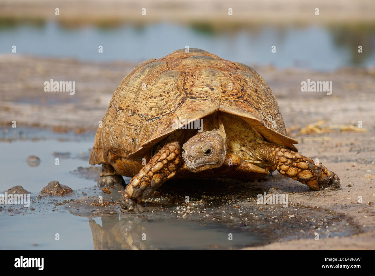 Leopard ou la montagne (Stigmochelys pardalis tortue) à un point d'Afrique du Sud Banque D'Images